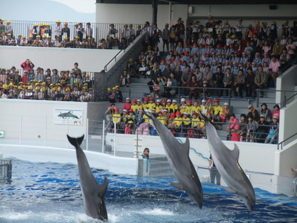 京都水族館のイルカショー